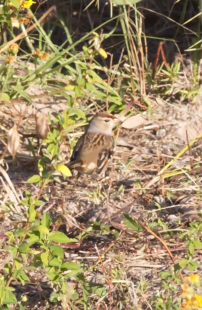 White-crowned Sparrow (Gambel's) - Tony Leukering