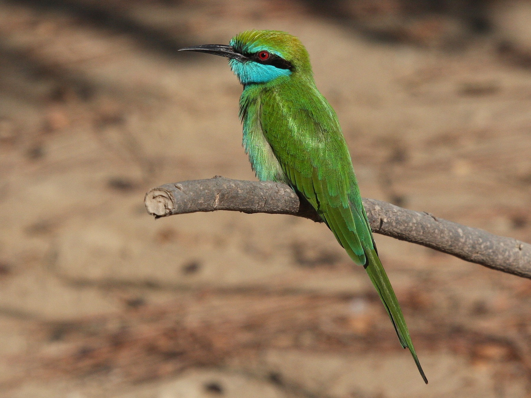 Green Bee-eater - Christoph Moning