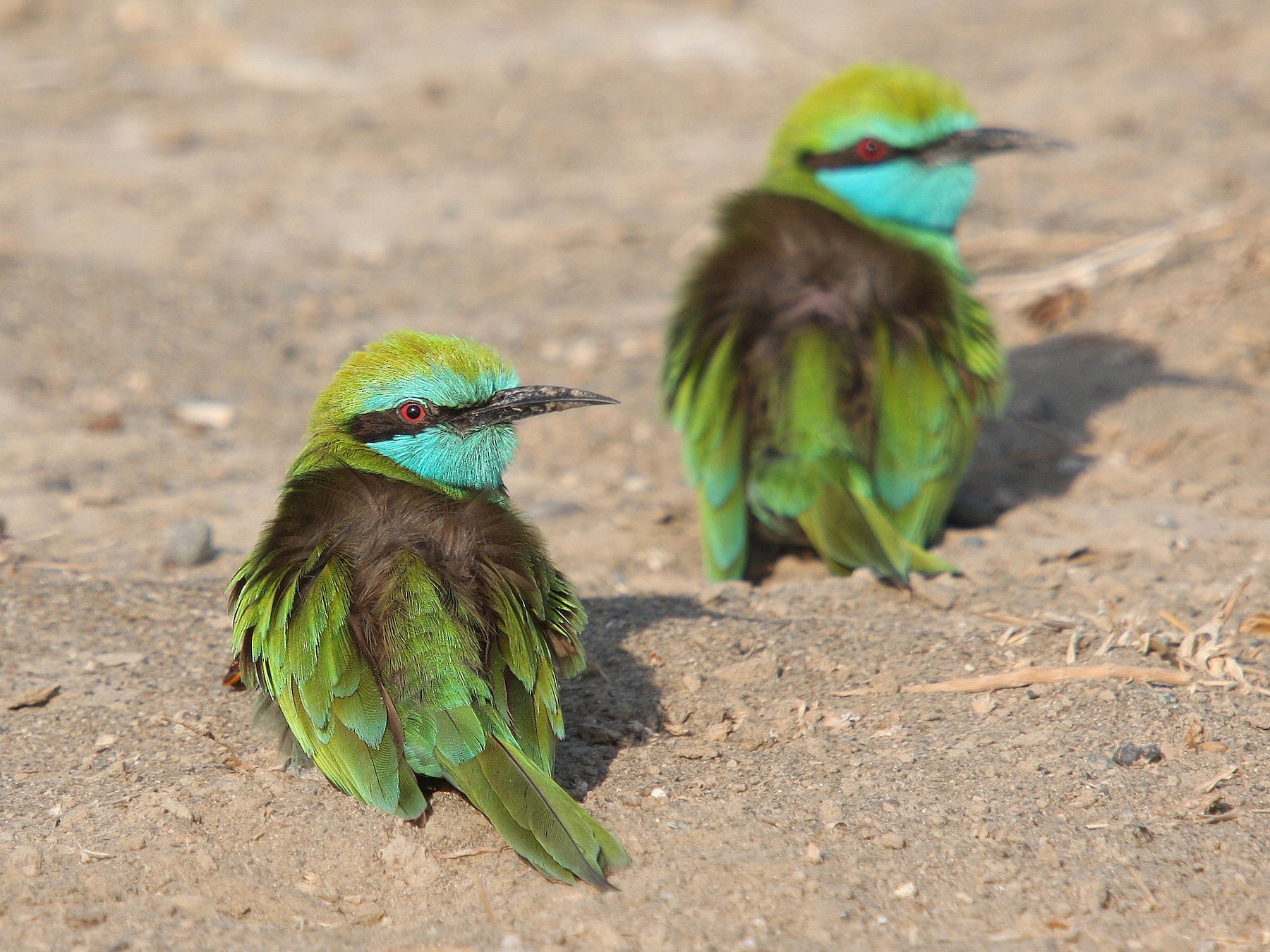 Green Bee Eater Ebird