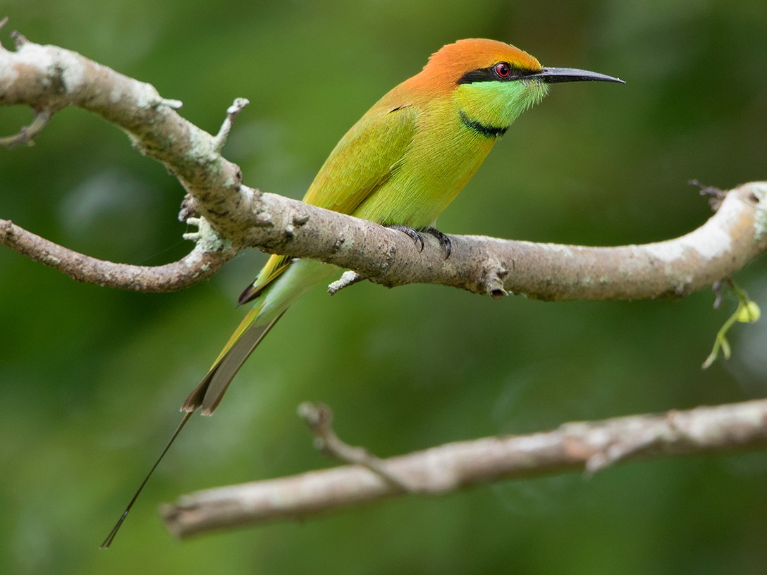 Asian Green Bee-eater - Ayuwat Jearwattanakanok