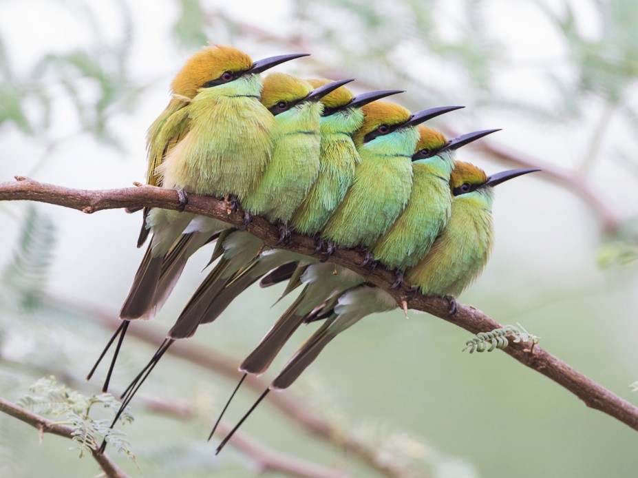 Asian Green Bee-eater - Samyak Kaninde