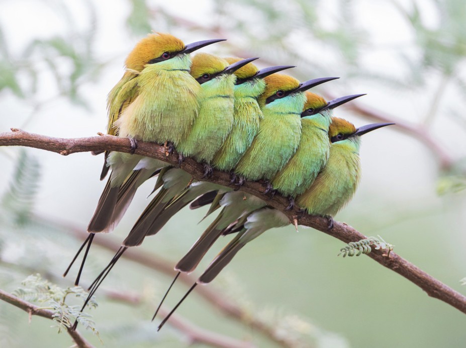 Green Bee Eater Ebird