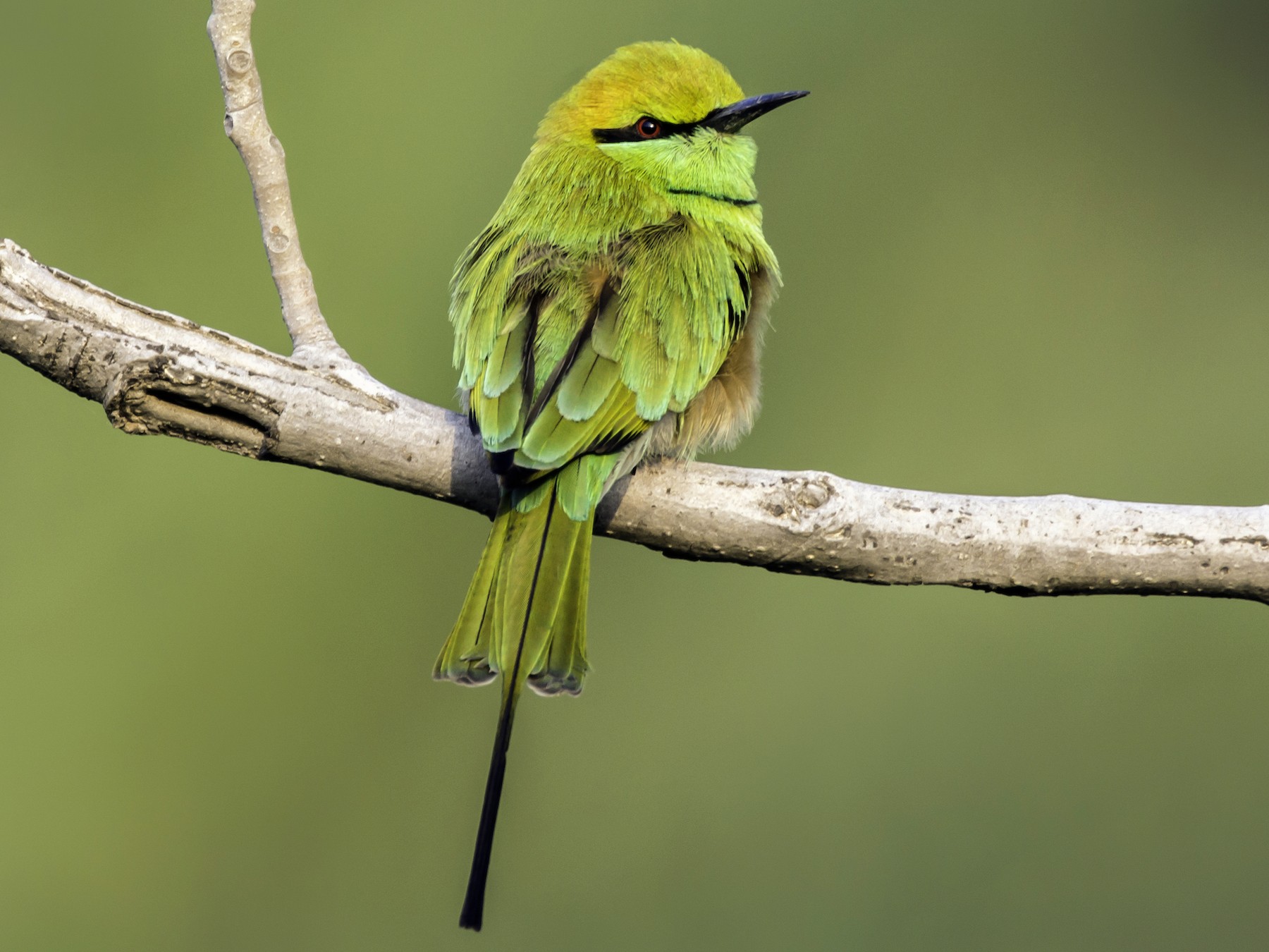 Asian Green Bee-eater - Ramesh Desai
