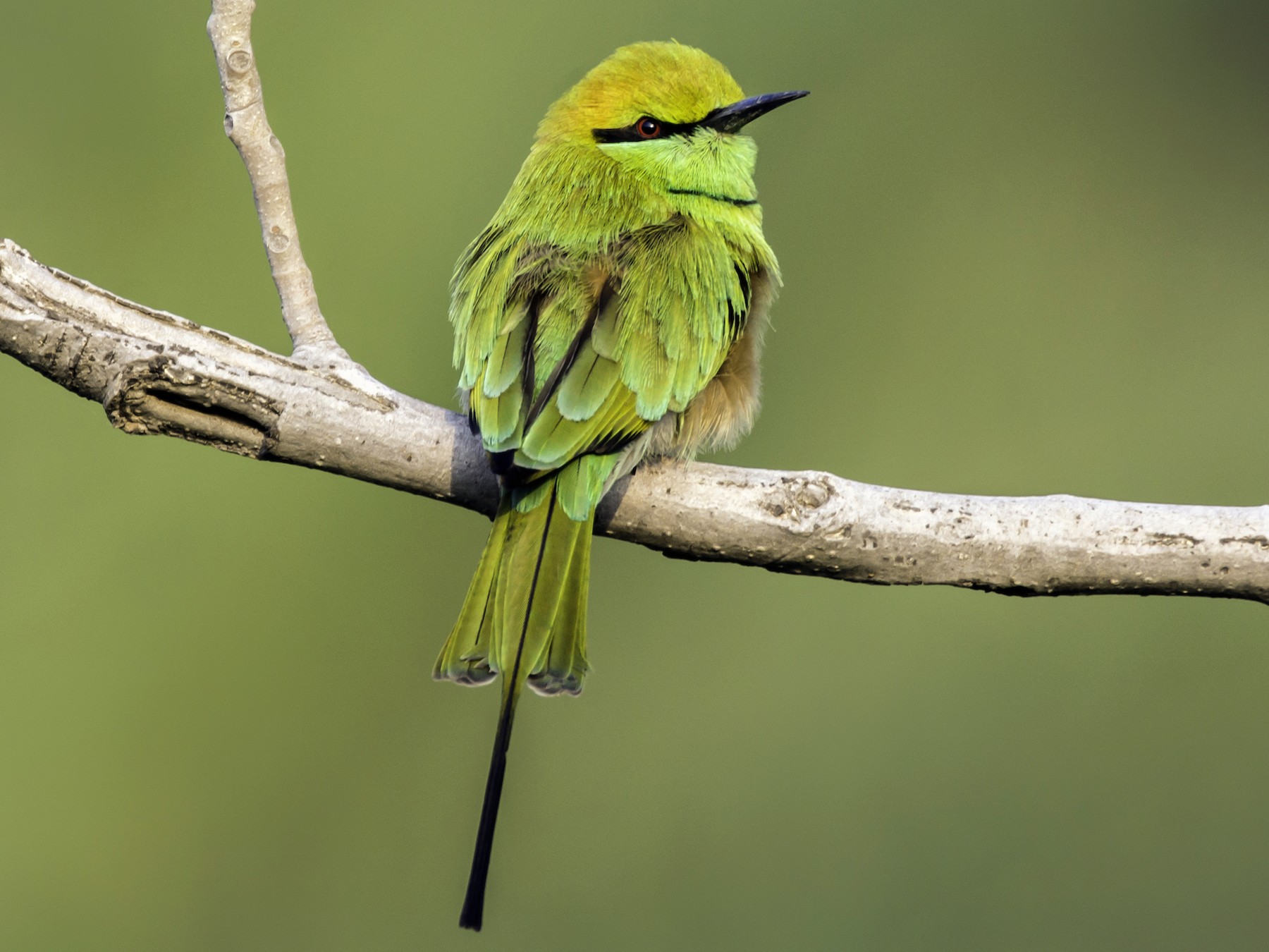 Green Bee Eater Ebird