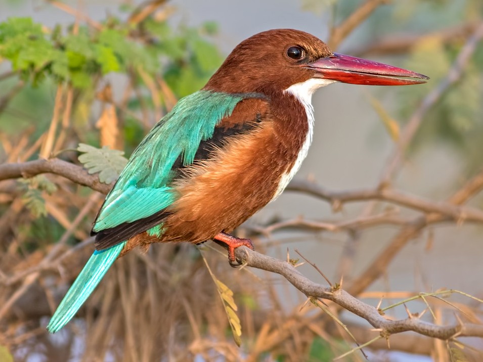 White-throated Kingfisher - Kavi Nanda