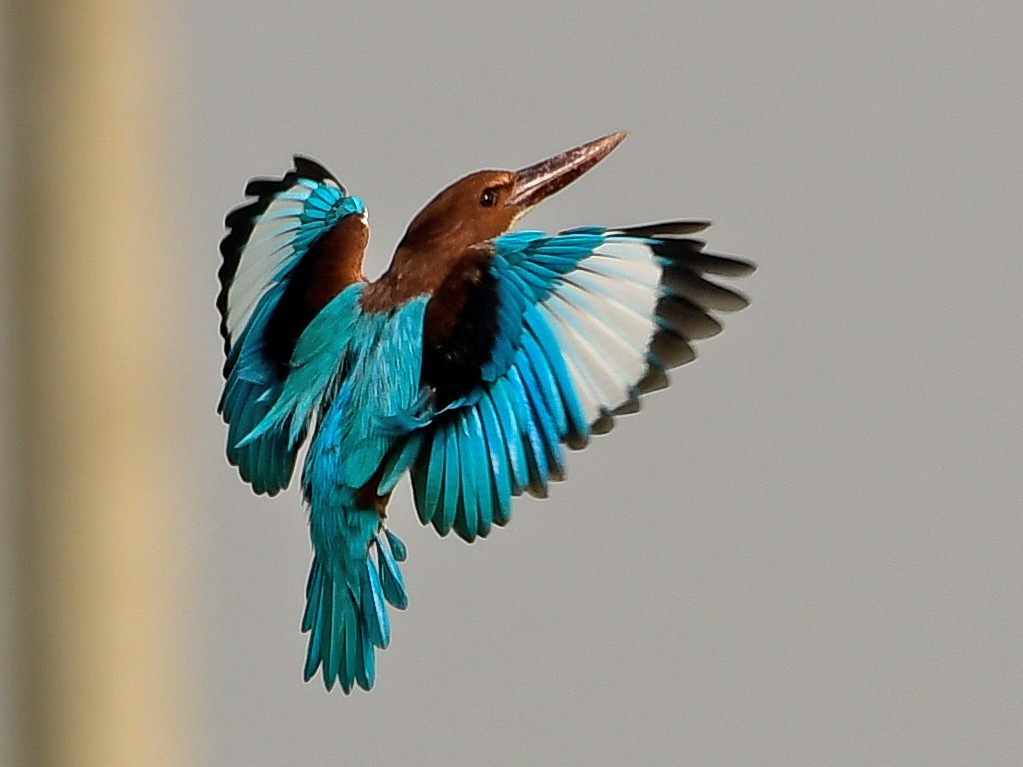 White-throated Kingfisher - Prem Raut