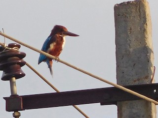  - White-throated Kingfisher