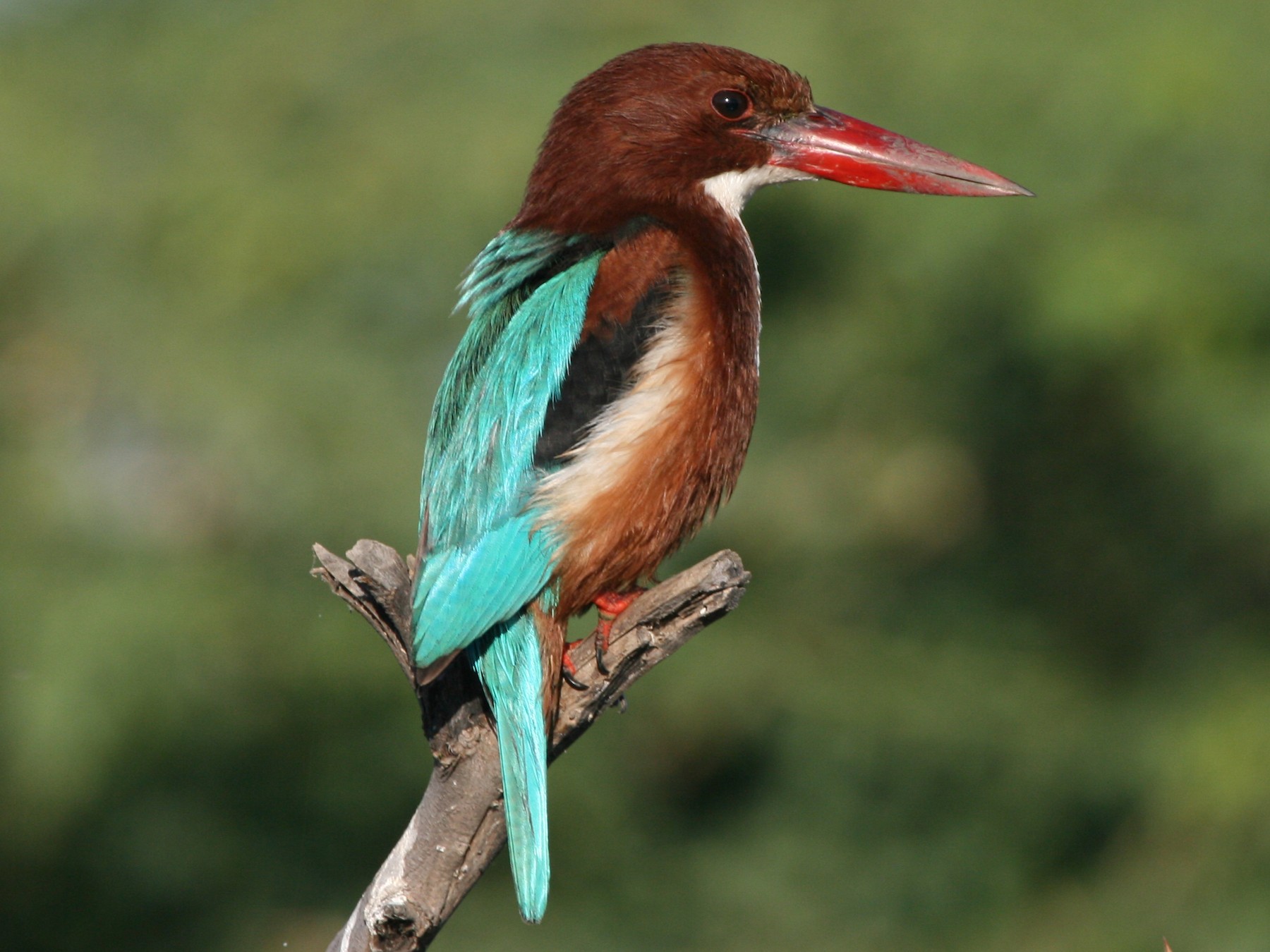 White Throated Kingfisher Ebird