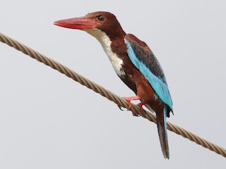  - White-throated Kingfisher