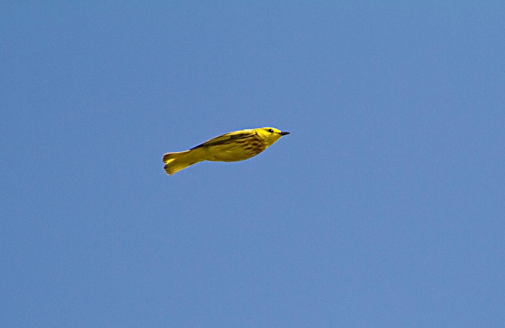 Yellow Warbler - Tony Leukering