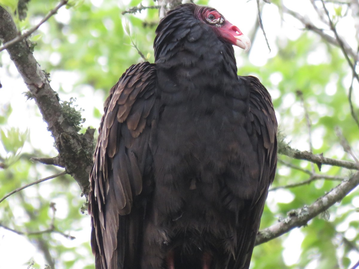 Turkey Vulture - Kent Fiala