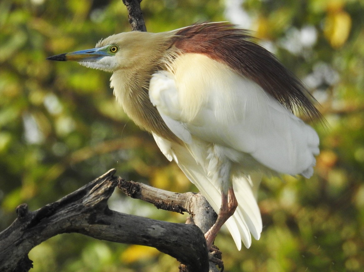 Indian Pond-Heron - eBird