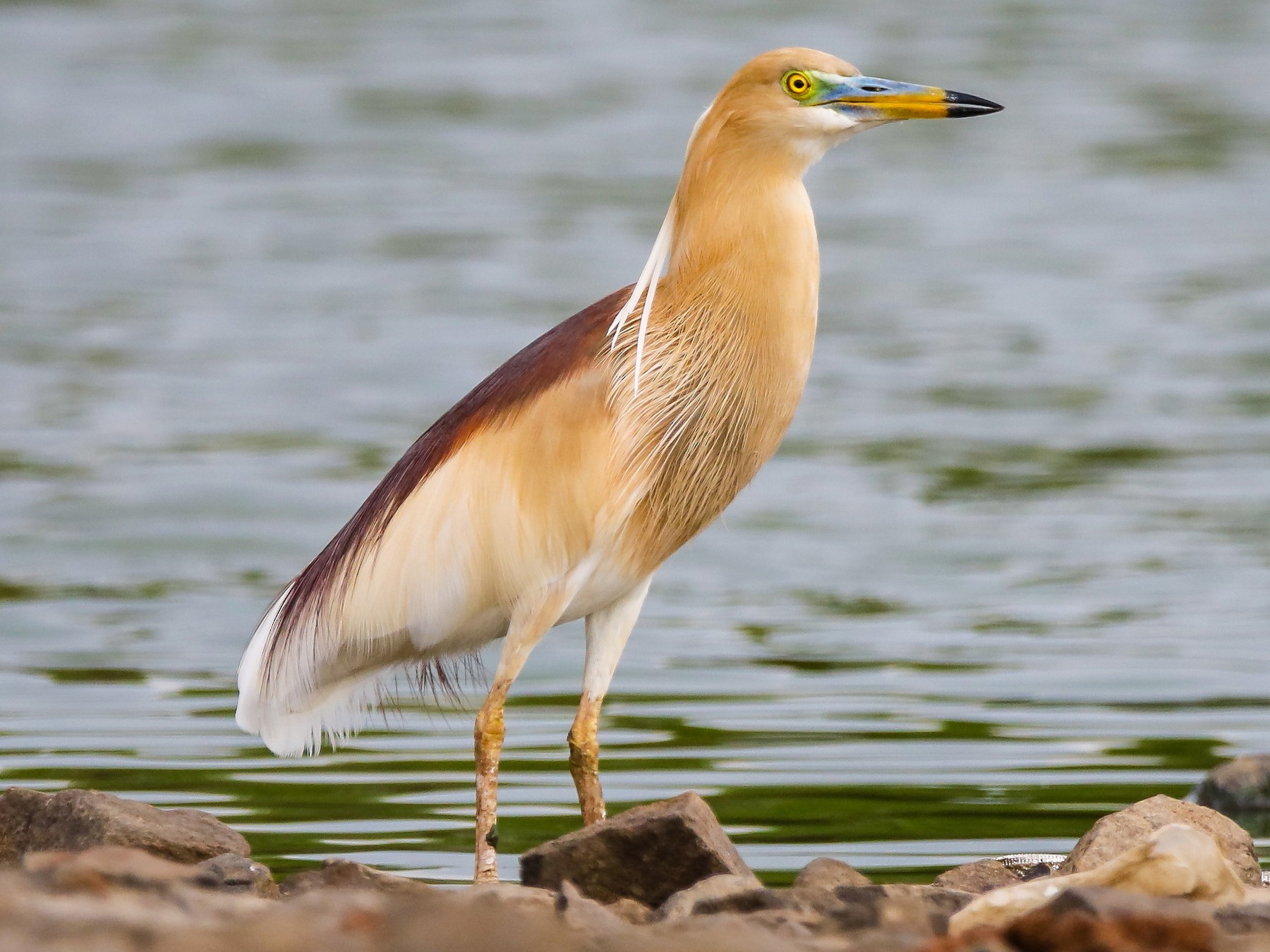 Indian Pond-Heron - Indranil Bhattacharjee