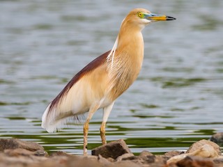  - Indian Pond-Heron