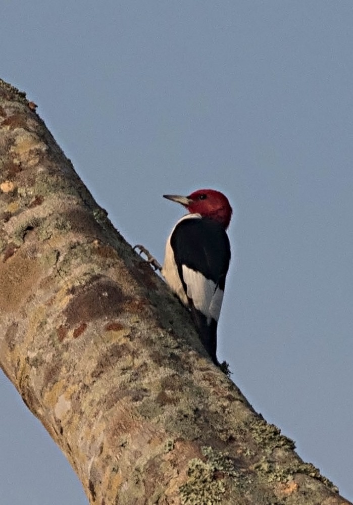 Red-headed Woodpecker - ML126569951