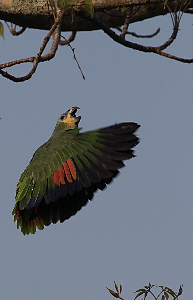 Orange-winged Parrot - Tony Leukering
