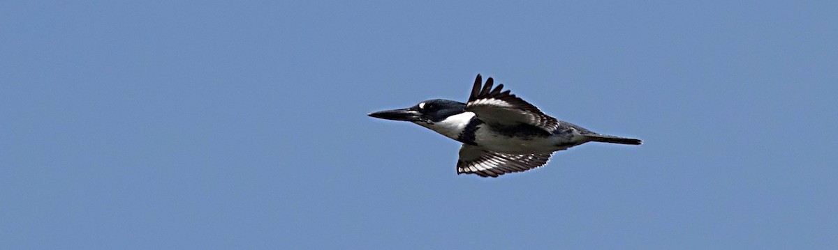 Belted Kingfisher - ML126570581