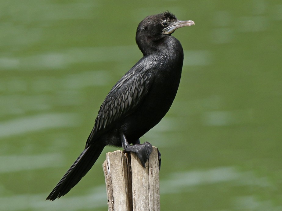 Little Cormorant eBird