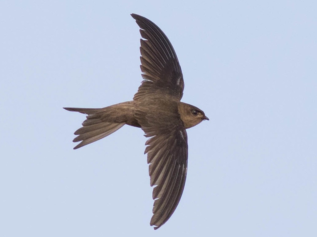 Азиатский Пальмовый Стриж - EBird