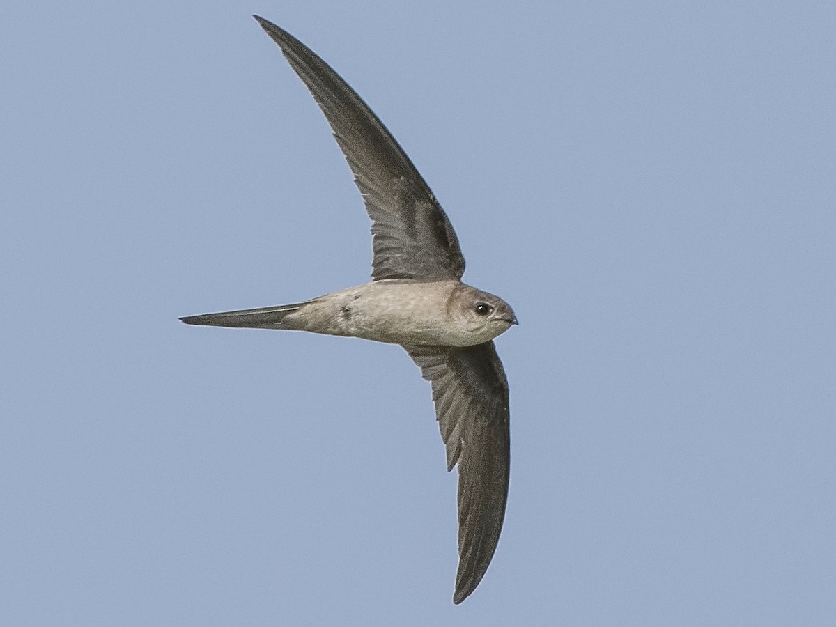 Asian Palm Swift - Cypsiurus balasiensis - Birds of the World