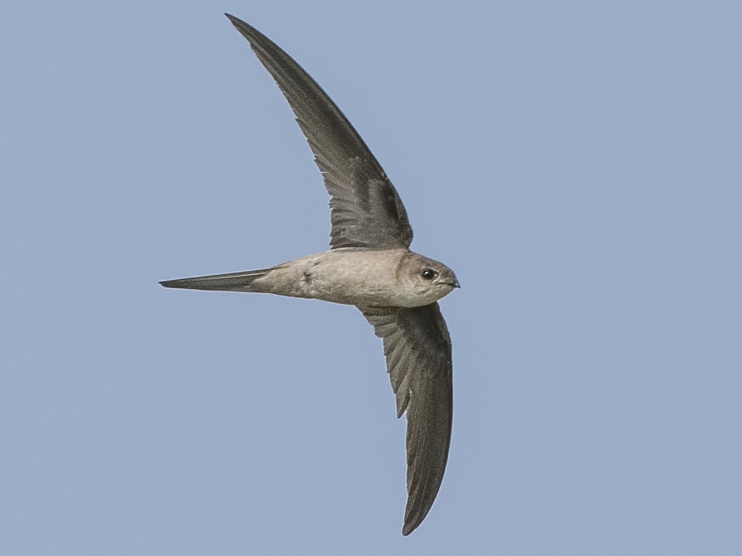 Азиатский Пальмовый Стриж - EBird