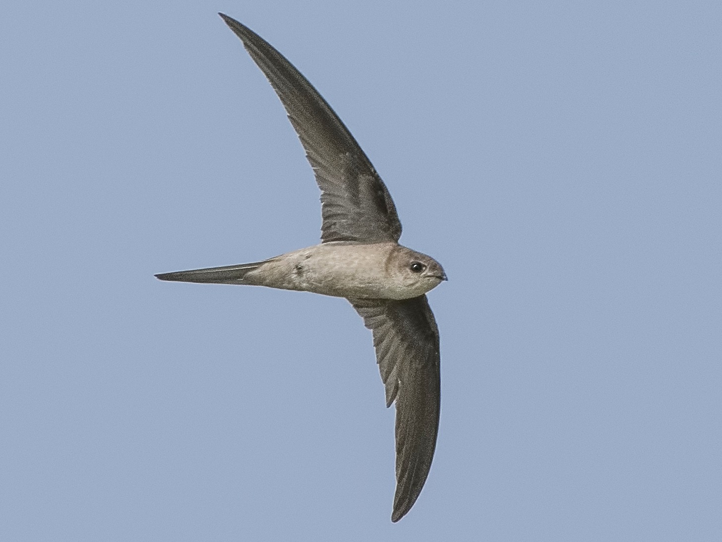 Asian Palm Swift - eBird