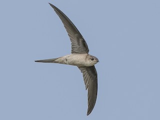  - Asian Palm Swift