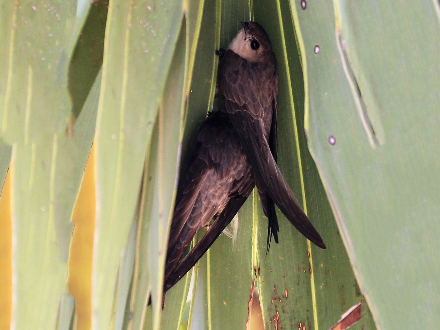 Азиатский Пальмовый Стриж - EBird