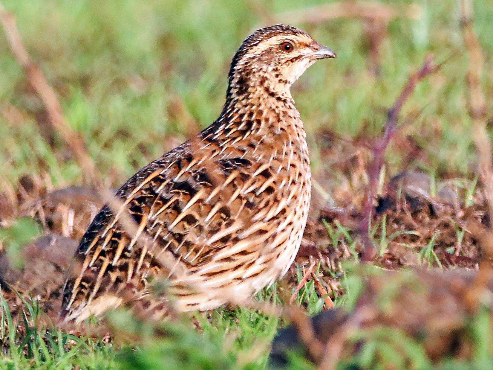 Rain Quail - Indranil Bhattacharjee