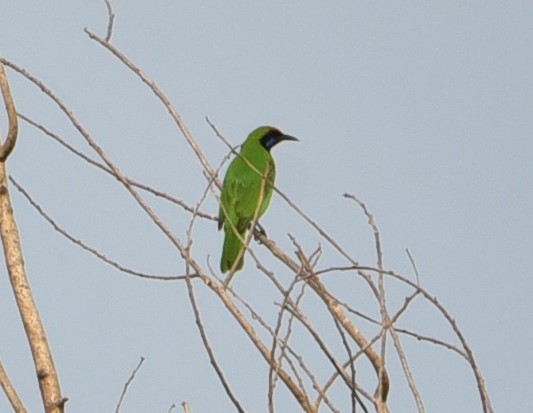 Golden-fronted Leafbird - Sajeev Krishnan