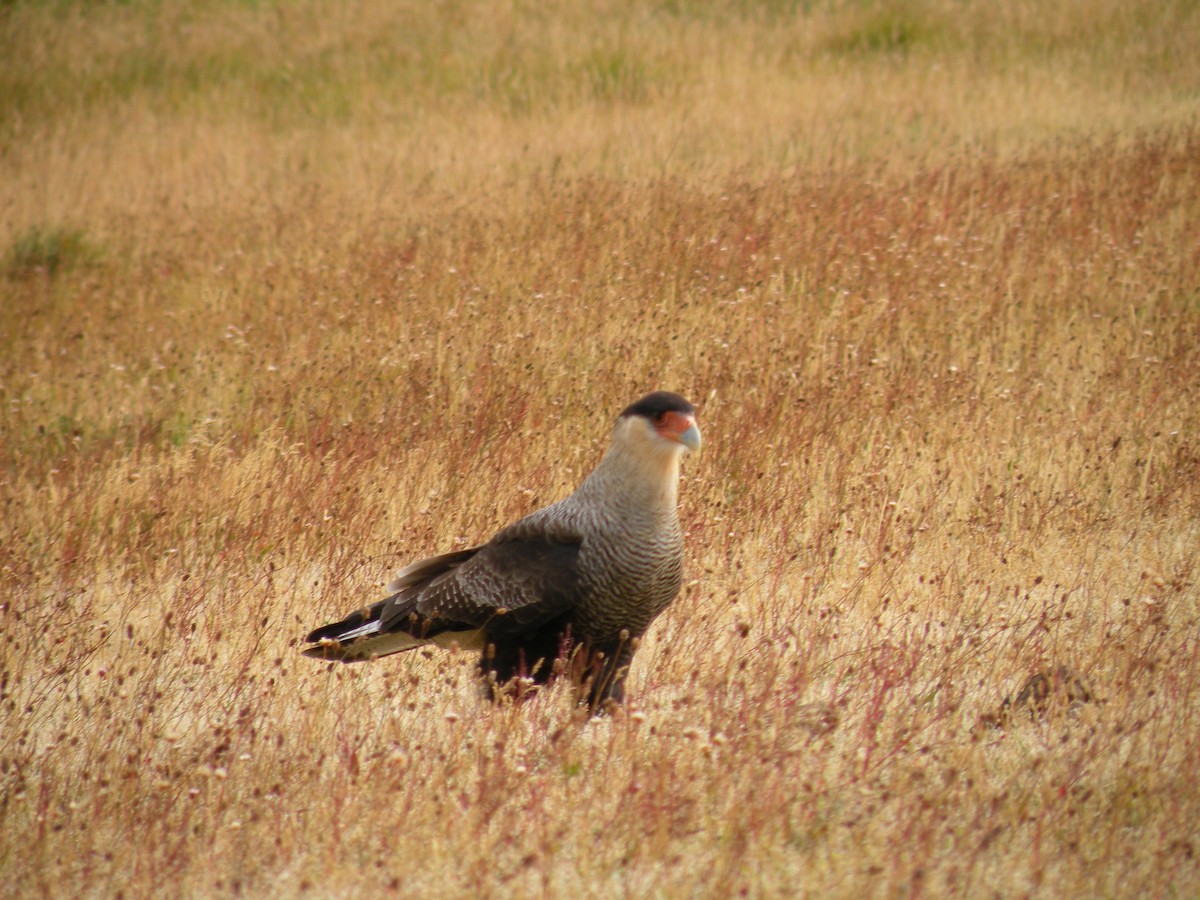 Crested Caracara (Southern) - ML126576141