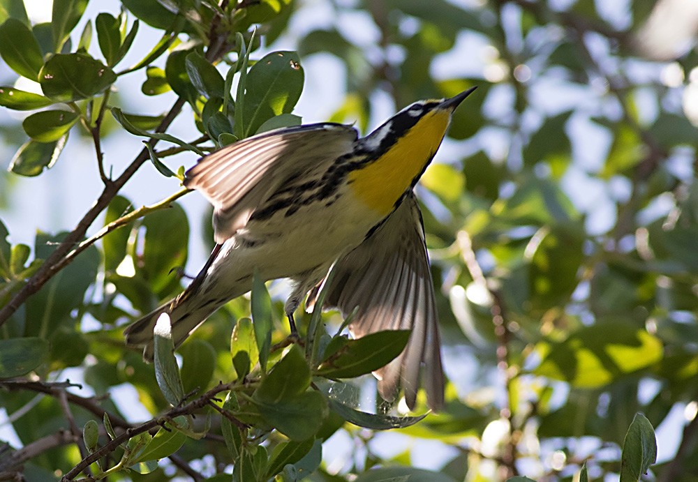 Yellow-throated Warbler (dominica/stoddardi) - ML126576411