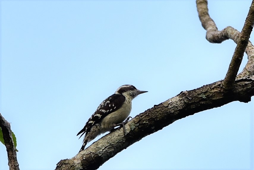 Brown-capped Pygmy Woodpecker - Sajeev Krishnan