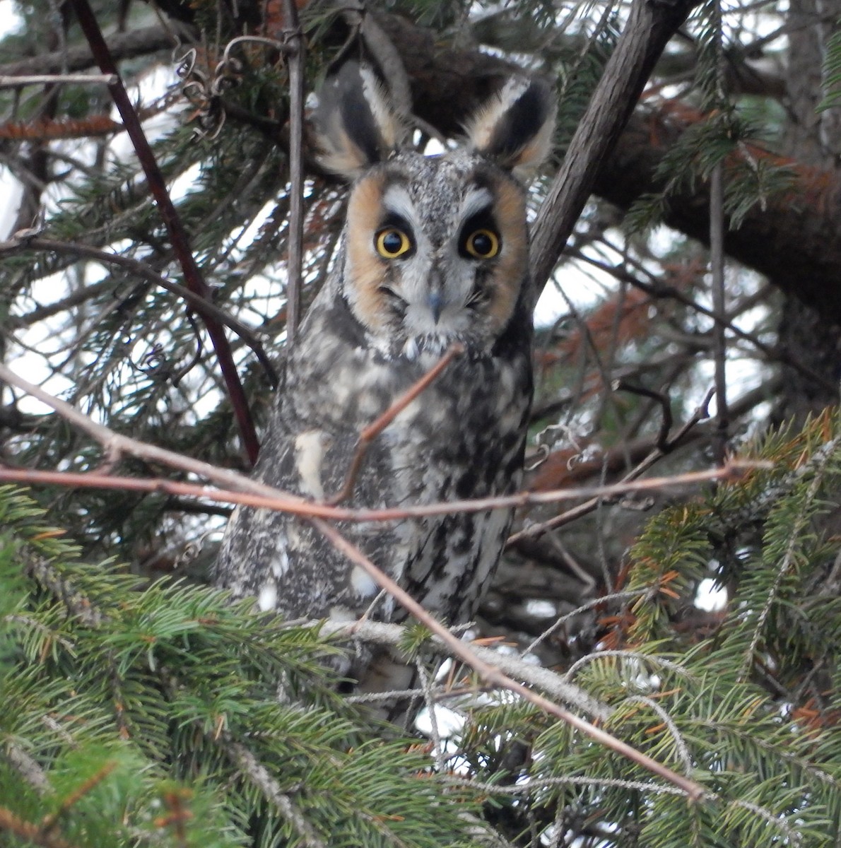 Long-eared Owl - ML126578181