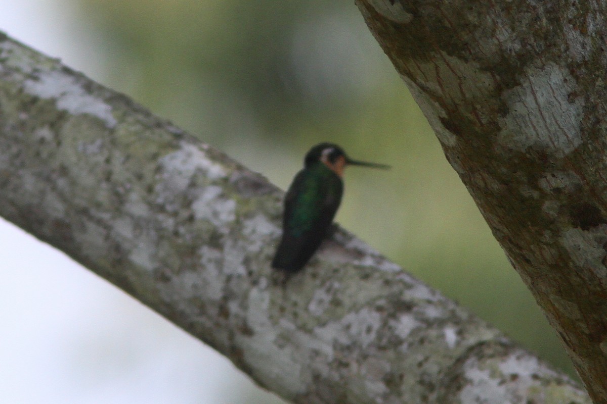White-throated Mountain-gem - Larry Therrien
