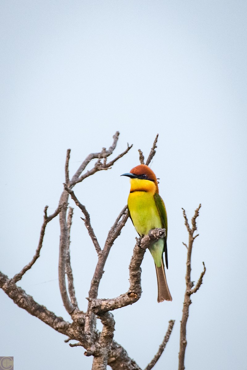 Chestnut-headed Bee-eater - Manjula Desai
