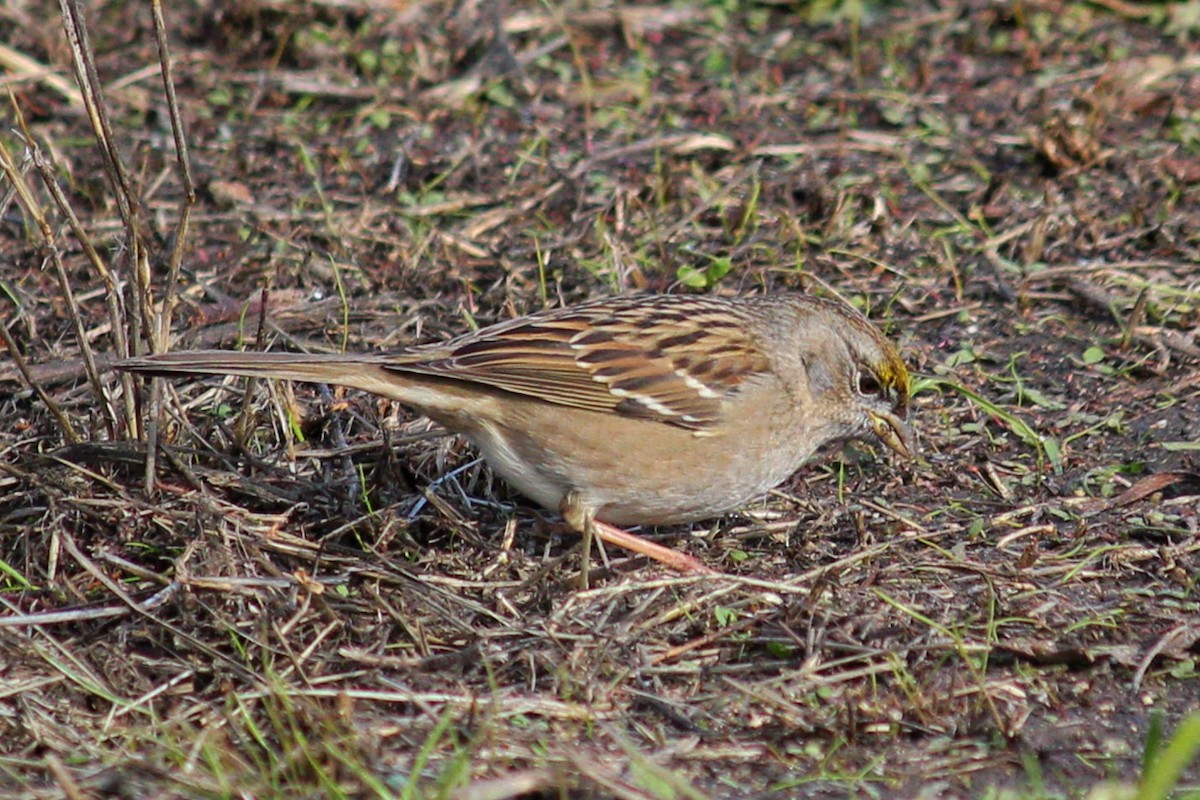 Golden-crowned Sparrow - I'm Birding Right Now (Teresa & Miles Tuffli)