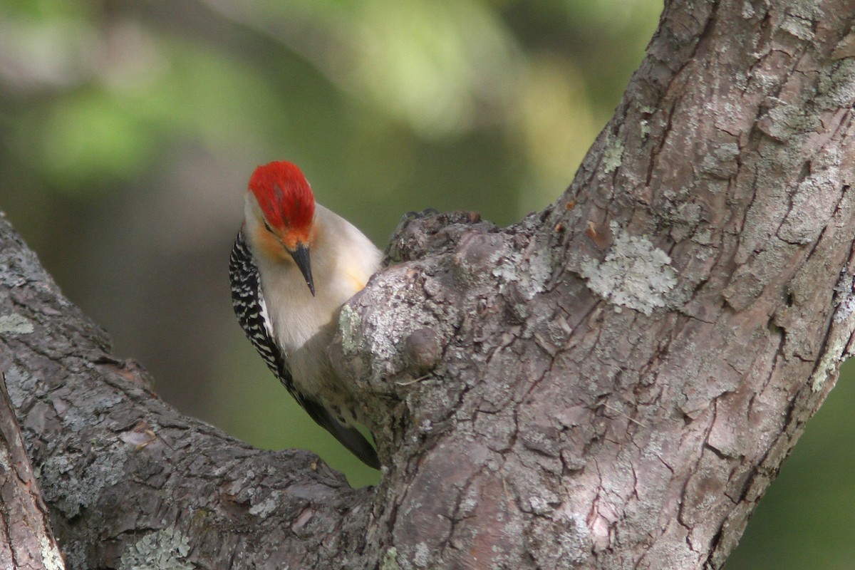 Red-bellied Woodpecker - Larry Therrien