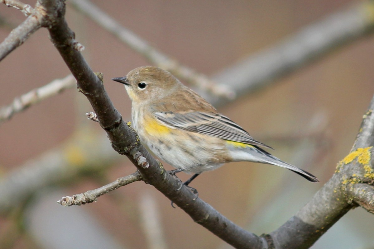Yellow-rumped Warbler (Audubon's) - I'm Birding Right Now (Teresa & Miles Tuffli)