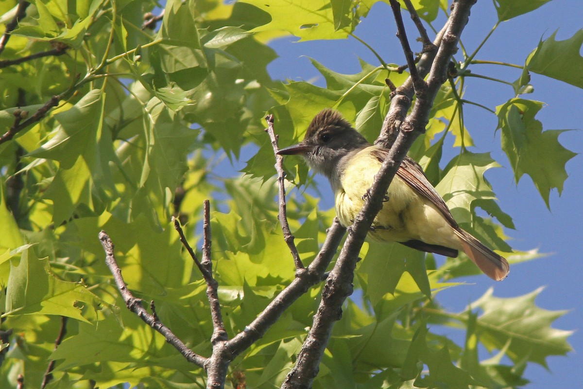 Great Crested Flycatcher - Larry Therrien
