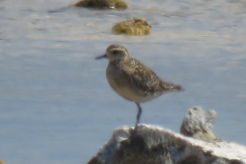 Pacific Golden-Plover - Becky Marvil