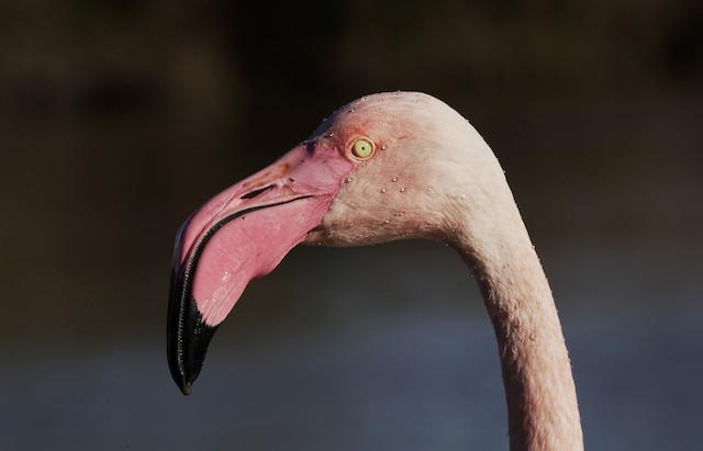Adult showing head detail. - Greater Flamingo - 