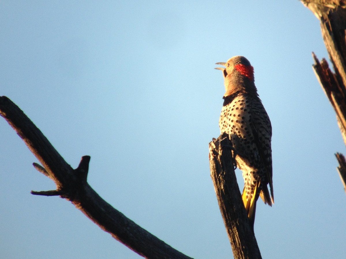Northern Flicker (Yellow-shafted) - Larry Therrien