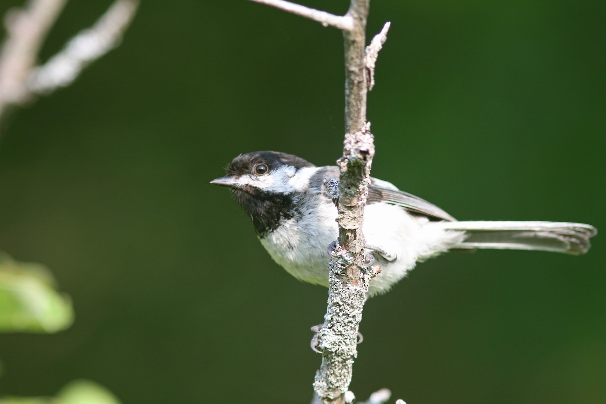 Black-capped Chickadee - Larry Therrien