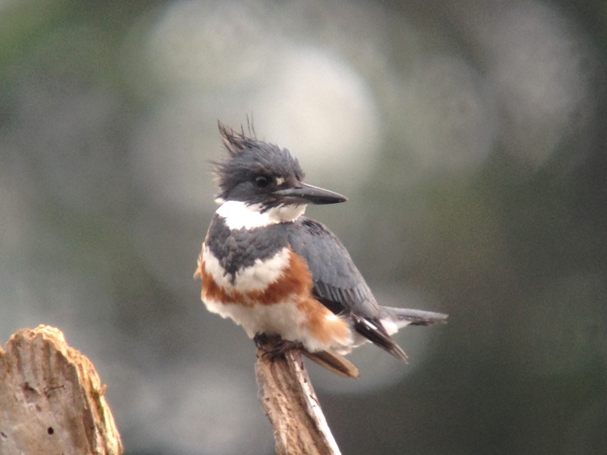 Belted Kingfisher - Larry Therrien