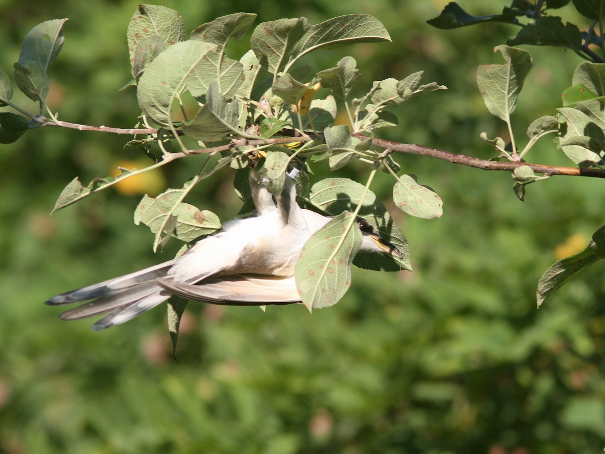 Yellow-billed Cuckoo - Larry Therrien