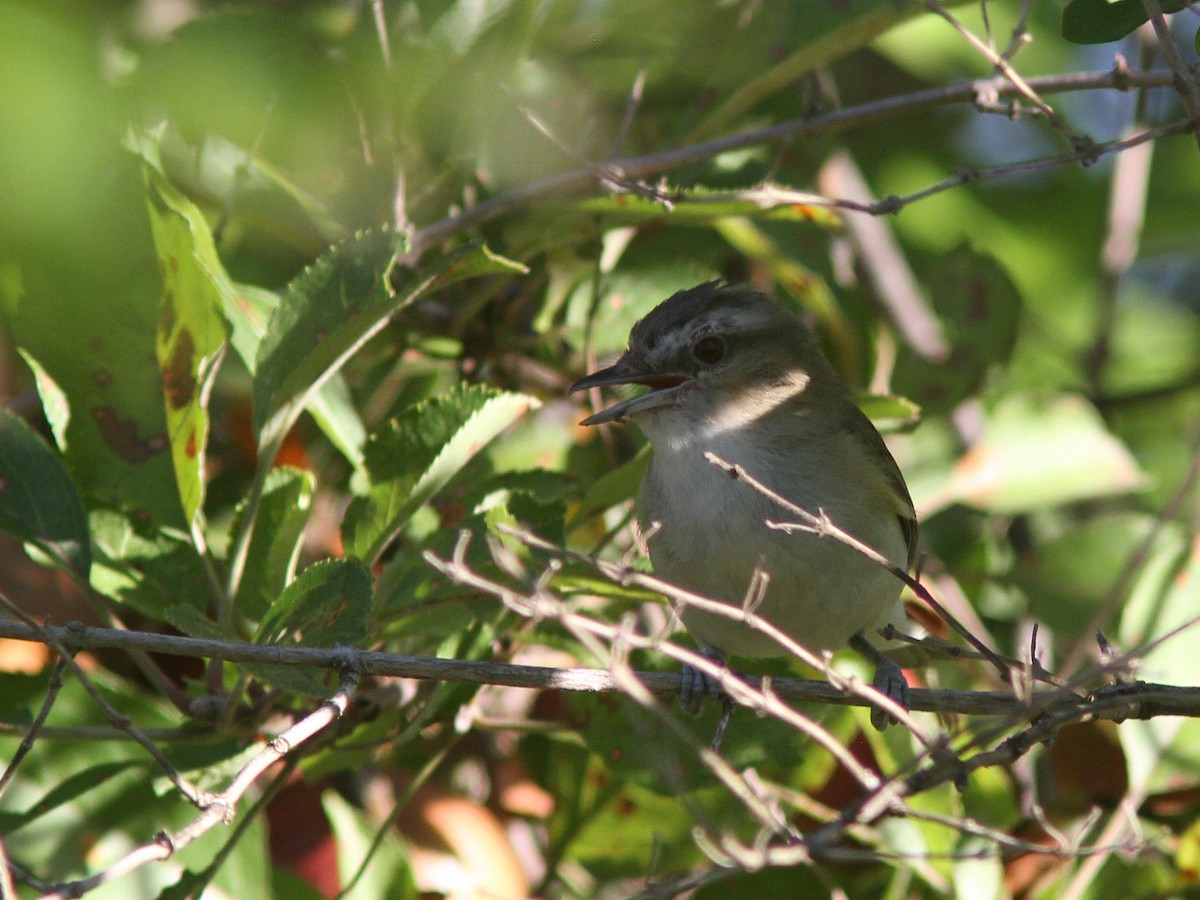 Red-eyed Vireo - Larry Therrien