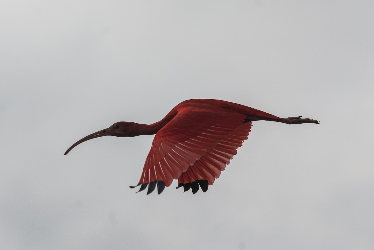 Scarlet Ibis - Markus Craig
