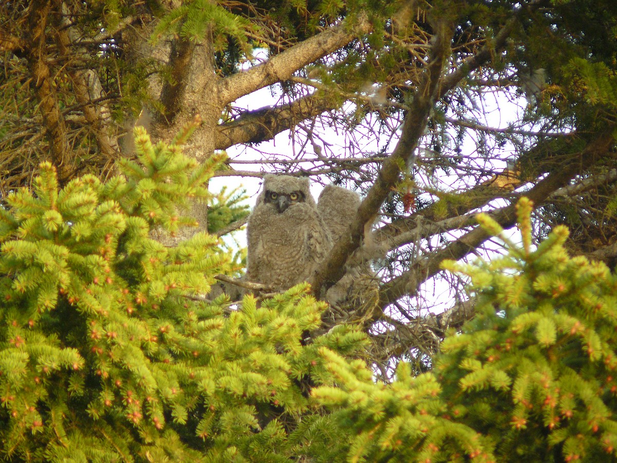 Great Horned Owl - louis fradette