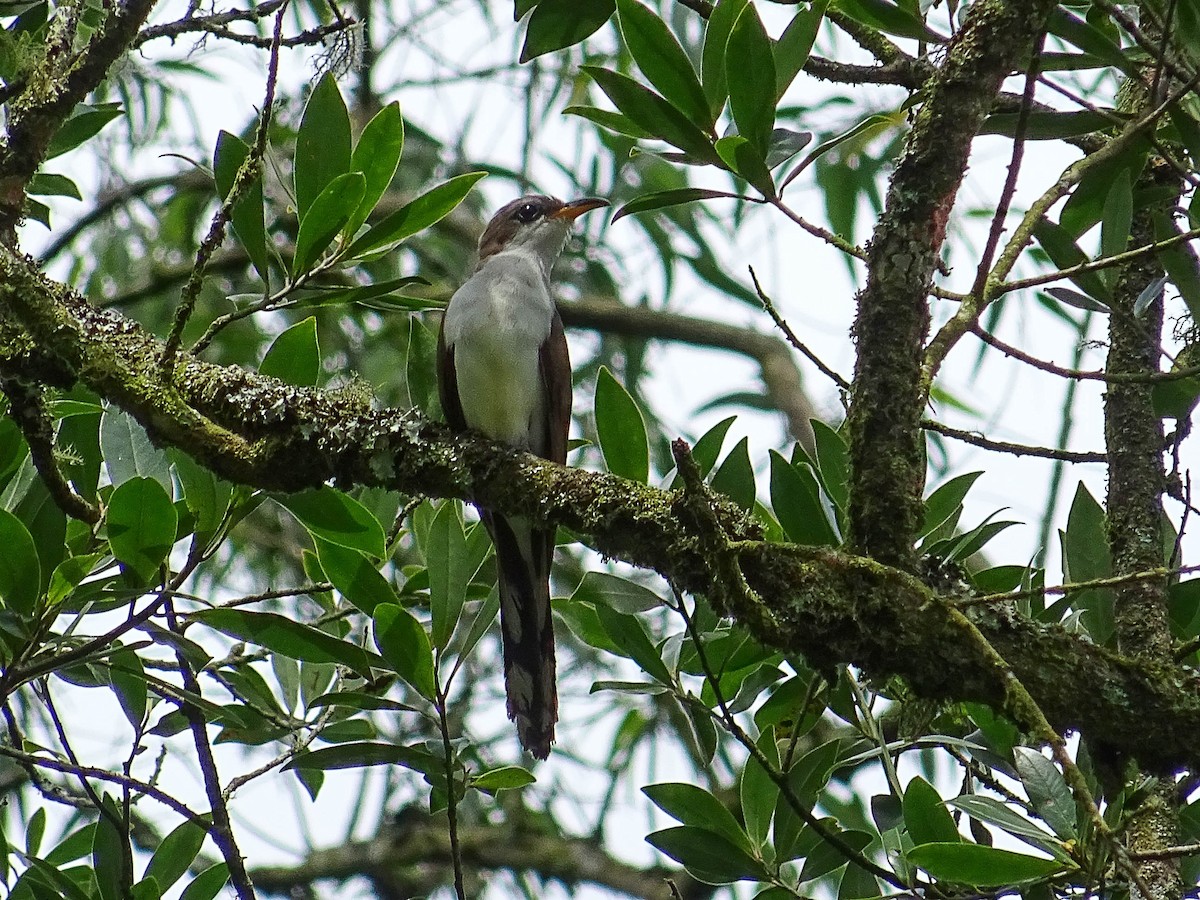 Pearly-breasted Cuckoo - ML126623981